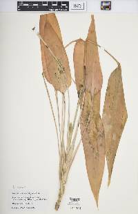 Media resource of Pleomele thalioides