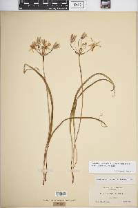 Triteleia ixioides image