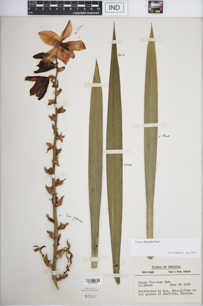 Yucca flaccida image