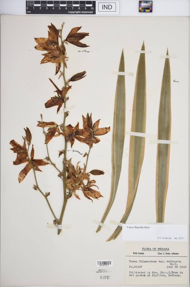 Yucca flaccida image