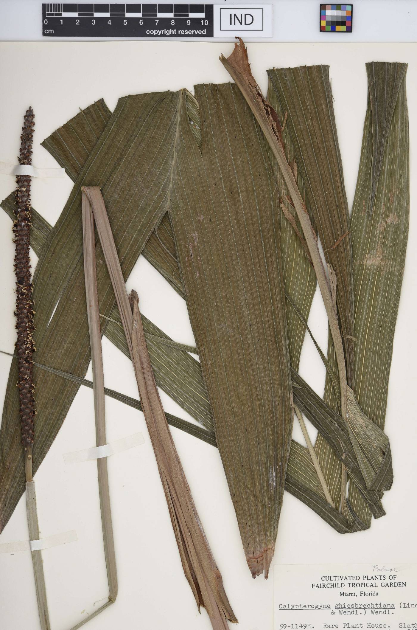 Calyptrogyne ghiesbreghtiana image