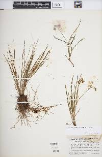 Callisia graminea image