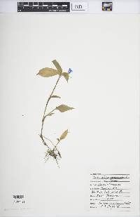 Commelina communis image