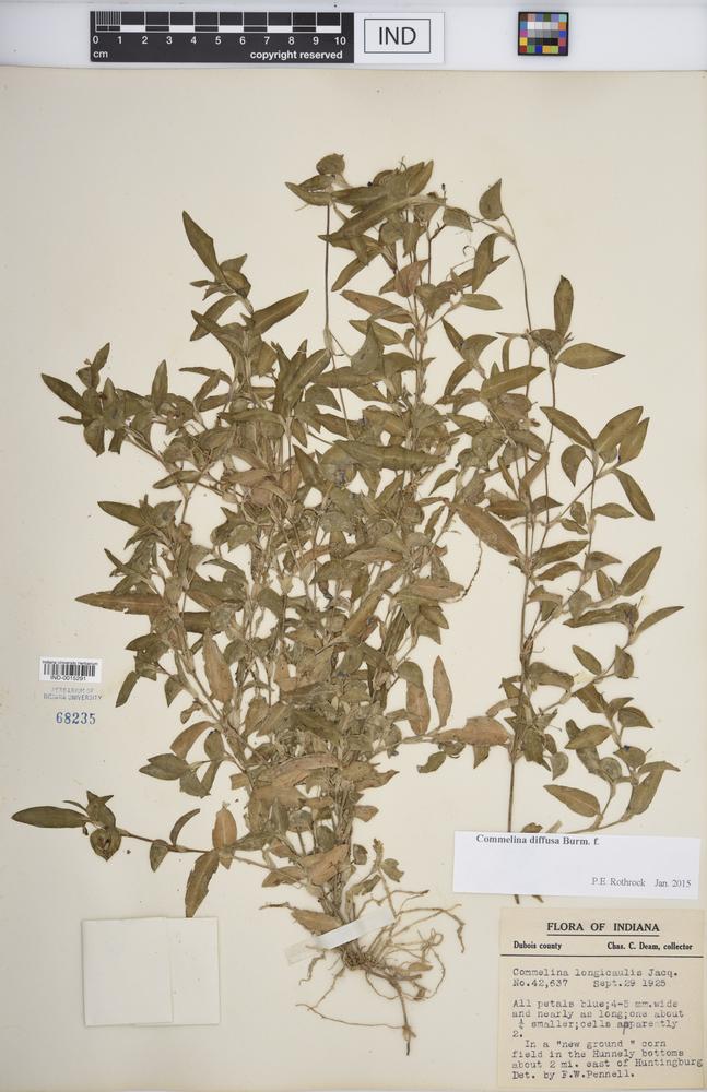 Commelina diffusa var. diffusa image