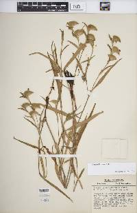 Commelina erecta var. deamiana image