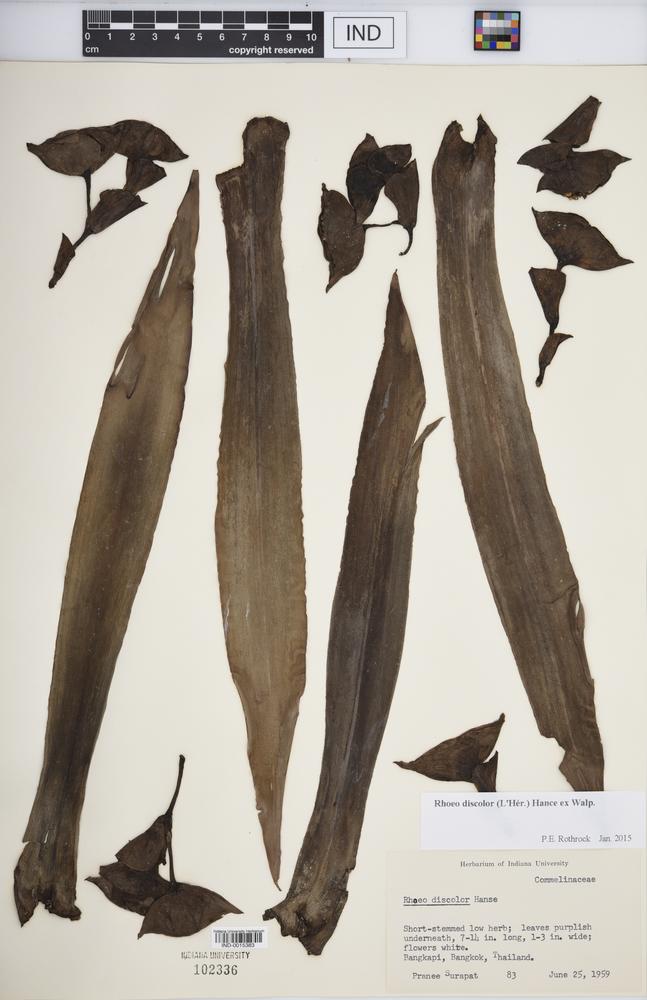 Tradescantia spathacea image