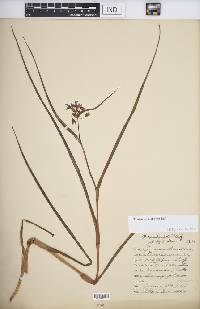 Tradescantia ohiensis image