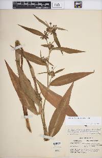 Tradescantia subaspera image