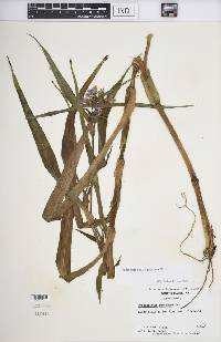 Tradescantia subaspera image