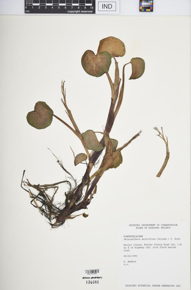 Heteranthera multiflora image
