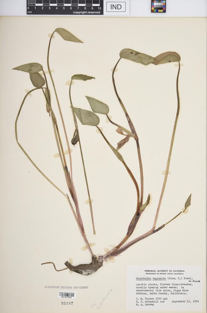 Monochoria vaginalis image