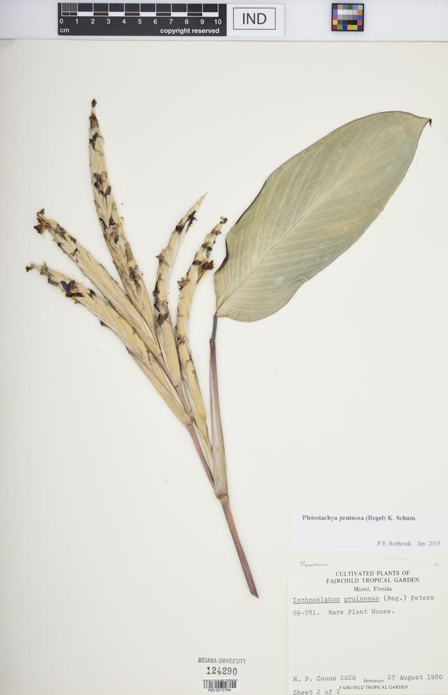 Ischnosiphon pruinosus image