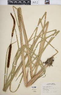 Typha angustifolia image