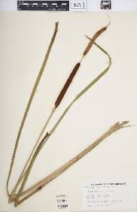 Typha angustifolia image