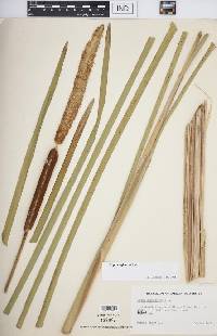 Typha × glauca image