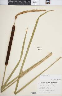 Typha × glauca image