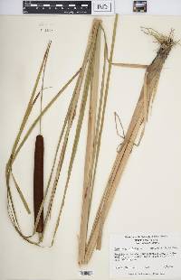 Typha angustifolia image