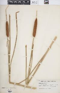 Typha angustifolia image