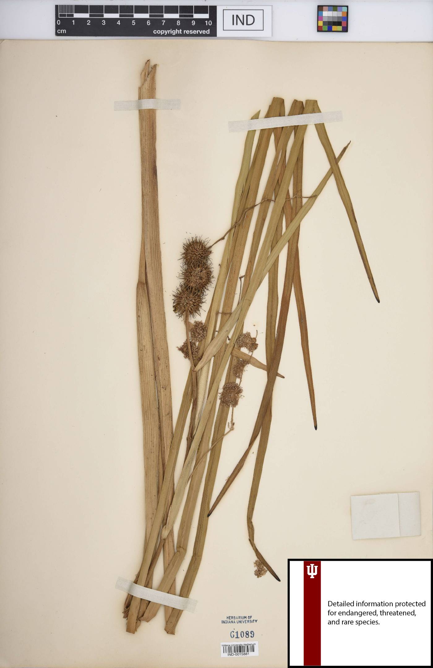 Sparganium androcladum image