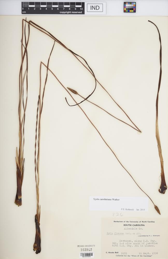 Xyris caroliniana image
