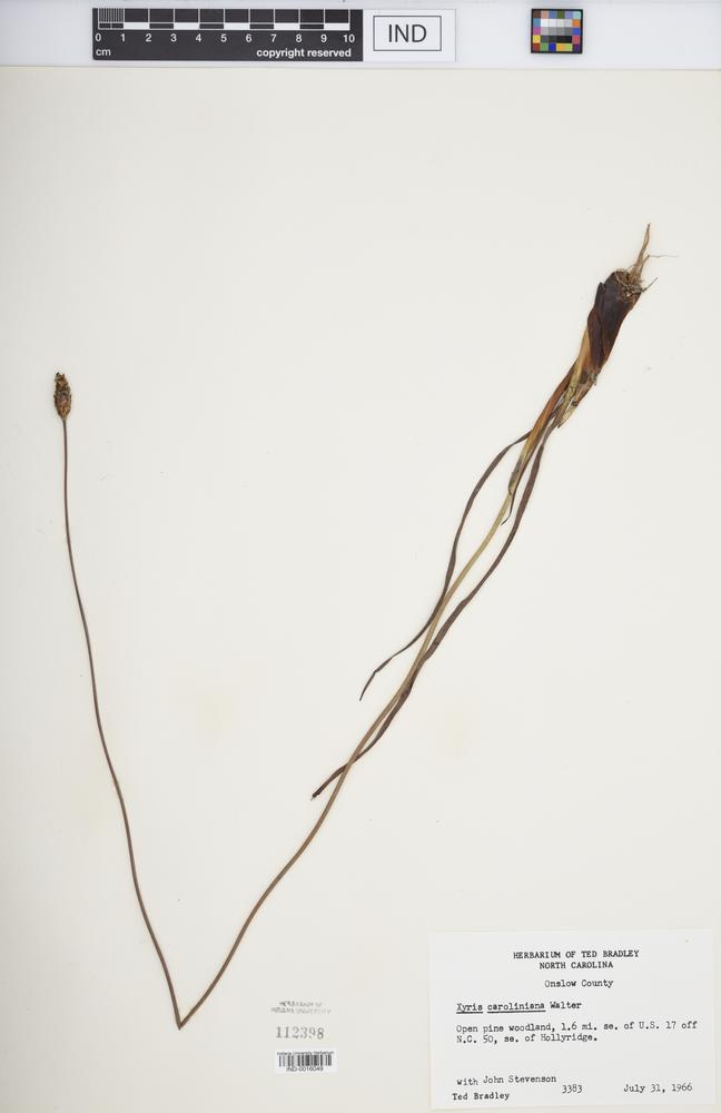 Xyris caroliniana image