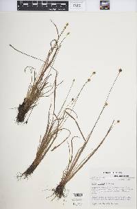 Xyris jupicai image
