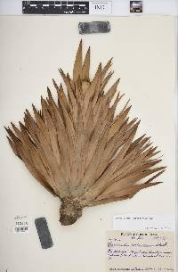 Paepalanthus chiquitensis image