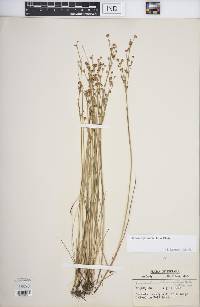 Juncus alpinoarticulatus image