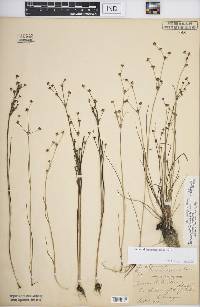 Juncus alpinoarticulatus image