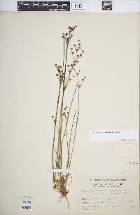 Juncus alpinoarticulatus image