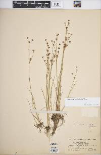 Juncus alpinoarticulatus image