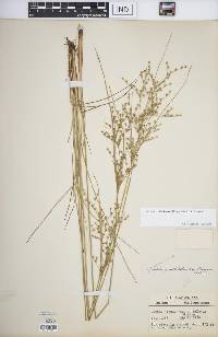 Juncus anthelatus image