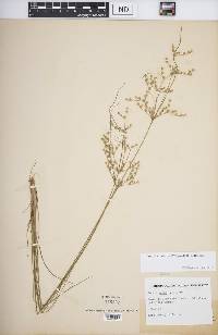 Juncus anthelatus image