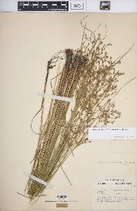 Juncus anthelatus image