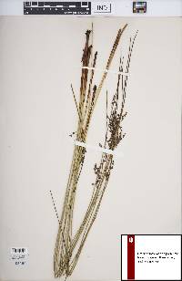 Juncus balticus subsp. littoralis image