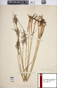 Juncus balticus subsp. littoralis image