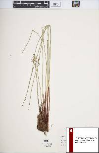 Juncus balticus subsp. littoralis image