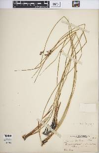 Juncus balticus subsp. littoralis image