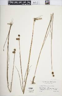 Juncus brachycarpus image