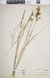 Juncus brachycarpus image