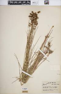 Juncus brachycarpus image