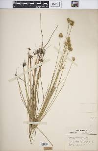 Juncus brachycarpus image