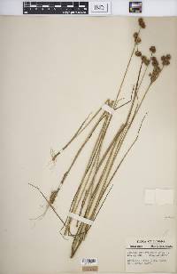 Juncus brachycarpus image