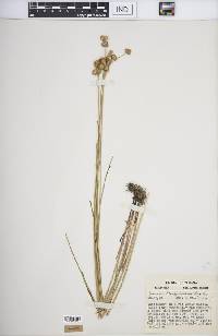 Juncus brachycarpus image