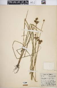 Juncus brachycarpus image