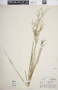 Juncus brachycephalus image