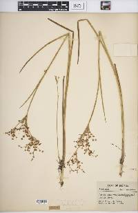 Juncus brachycephalus image