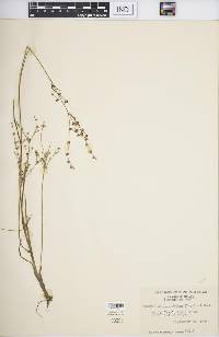 Juncus brachycephalus image