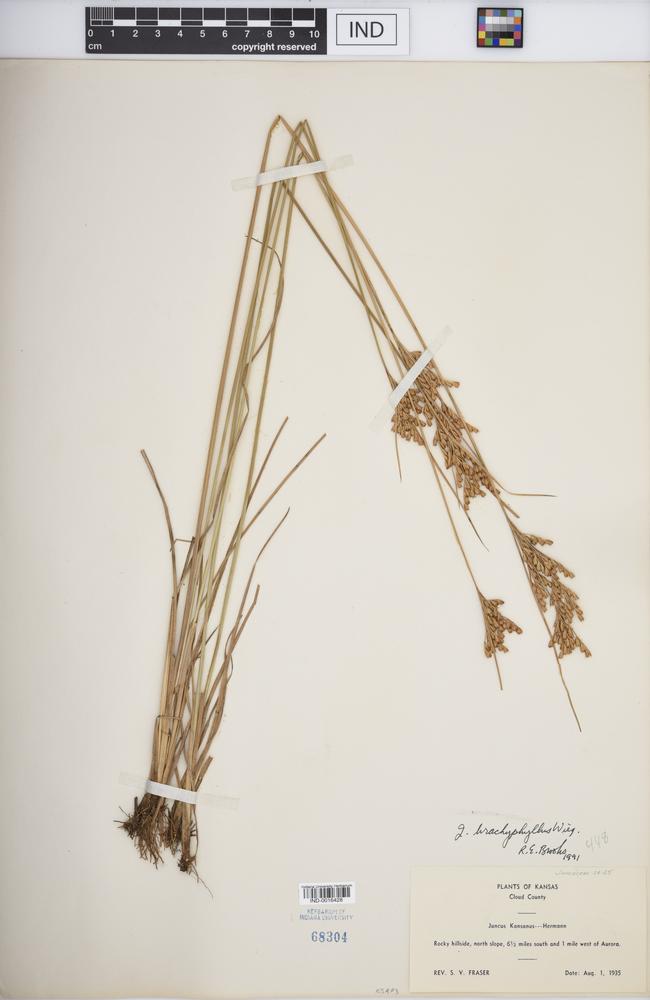 Juncus brachyphyllus image