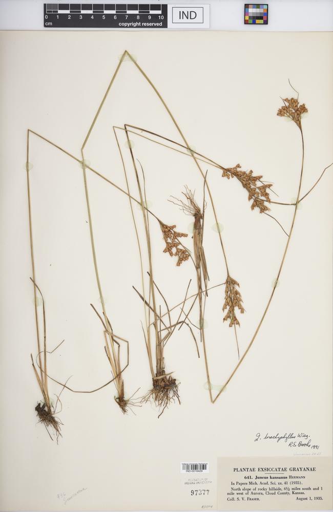 Juncus brachyphyllus image